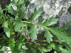 Scrophularia olympica