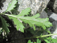 Scrophularia olympica