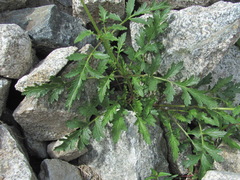 Scrophularia olympica
