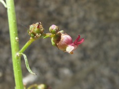Scrophularia olympica