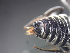 Coelioxys afer
