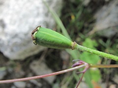Papaver oreophilum