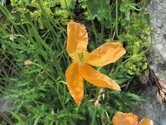 Papaver oreophilum