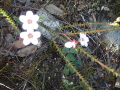 Adenandra brachyphylla