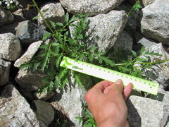 Scrophularia olympica