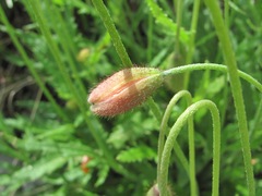 Papaver oreophilum