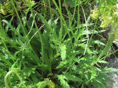 Papaver oreophilum