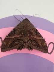 Ascalapha odorata