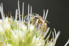 Nomioides minutissimus