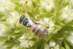 Nomioides minutissimus