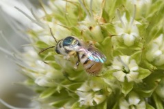 Nomioides minutissimus