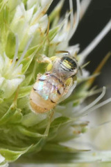 Nomioides minutissimus