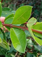 Metrosideros excelsa