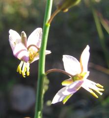 Heliophila cornuta squamata