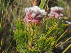 Serruria hirsuta