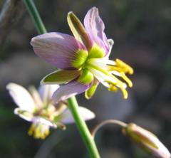 Heliophila cornuta squamata