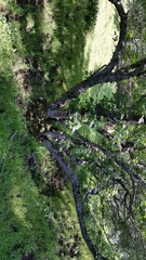 Aesculus californica