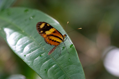 Mechanitis lysimnia nesaea