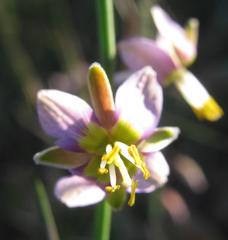 Heliophila cornuta squamata