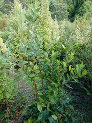 Metrosideros excelsa