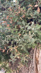 Quercus ithaburensis macrolepis