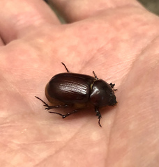 Oxygrylius ruginasus