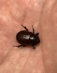 Oxygrylius ruginasus
