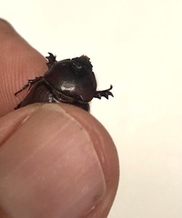 Oxygrylius ruginasus