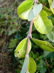 Metrosideros excelsa