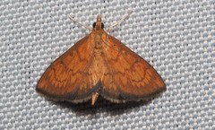 Ecpyrrhorrhoe rubiginalis