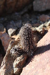 Acanthopsis disperma