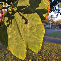 Bauhinia variegata variegata