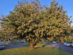 Bauhinia variegata variegata