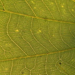 Bauhinia variegata variegata
