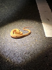 Protobothrops elegans