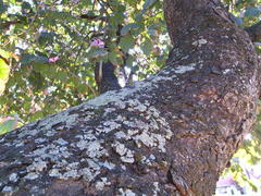 Bauhinia variegata variegata
