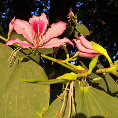 Bauhinia variegata variegata
