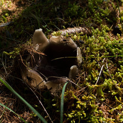 Sarcosphaera coronaria
