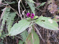Alternanthera porrigens