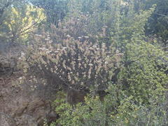 Crassula rupestris rupestris