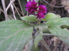 Alternanthera porrigens