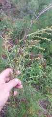 Artemisia scoparia
