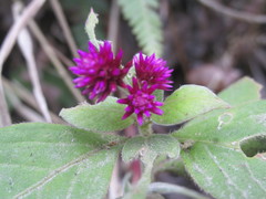 Alternanthera porrigens