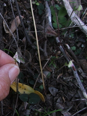 Disperis macowanii
