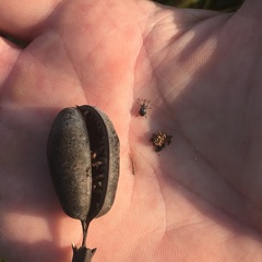Trichapion rostrum