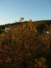 Podocarpus latifolius