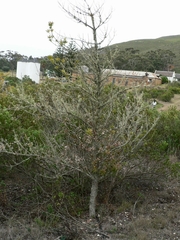 Podocarpus latifolius
