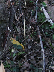 Disperis macowanii