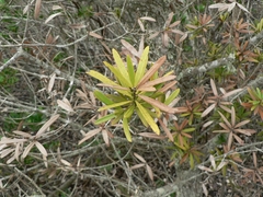 Podocarpus latifolius