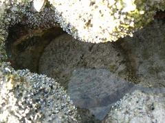 Haliotis midae